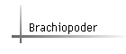 Brachiopoder